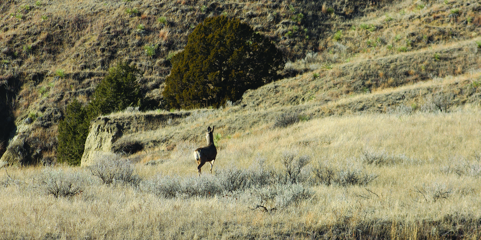 Mule Deer Buck fall 2022